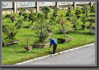Bonsai garden