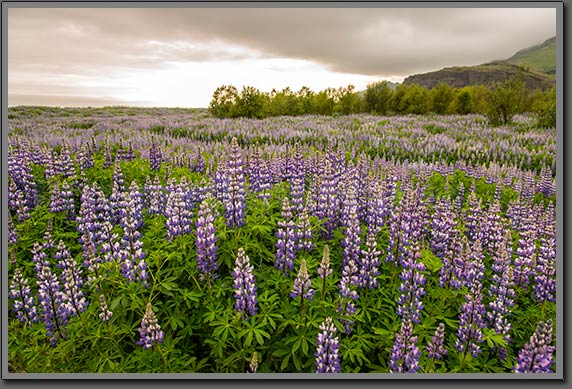 Iceland Flowers photo