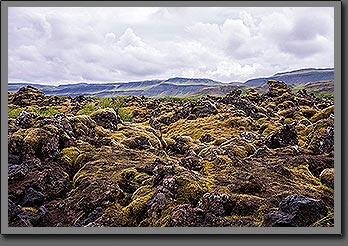 Iceland moss