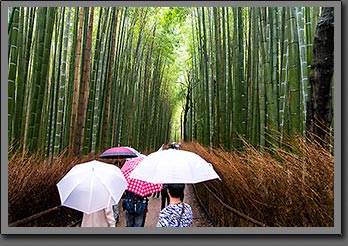 Kyoto Bamboo