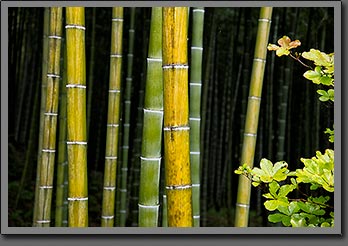 Kyoto bamboo 2