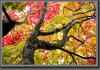 Takayama autumn 2