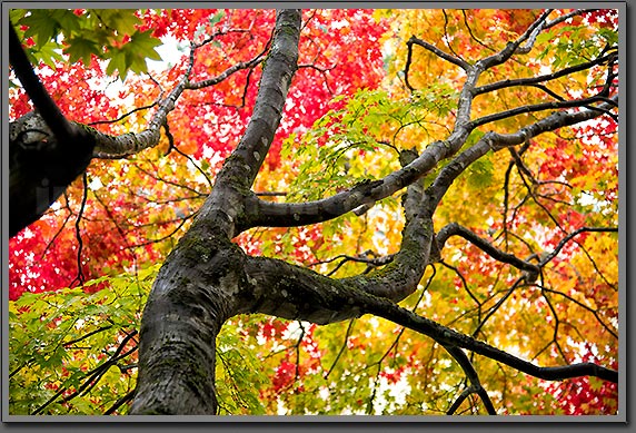 Takayama autumn 2