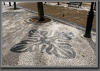 lisboa flower
