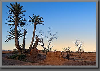 Marrakesh Palms