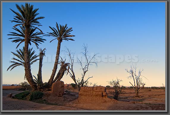 Marrakesh Palms