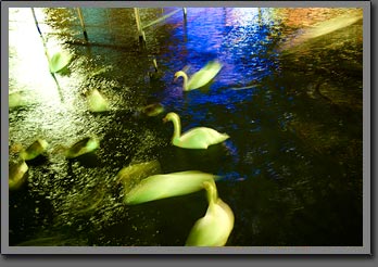 Swiss Swans