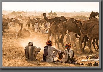 The Pushkar Camel Fair India photos December 2013