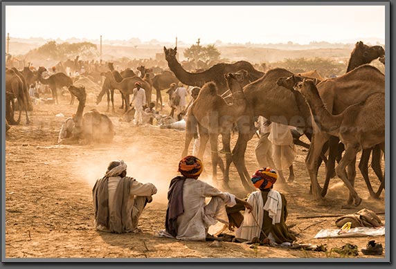 Camel Fair India