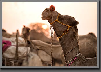 Camel 2 Pushkar India
