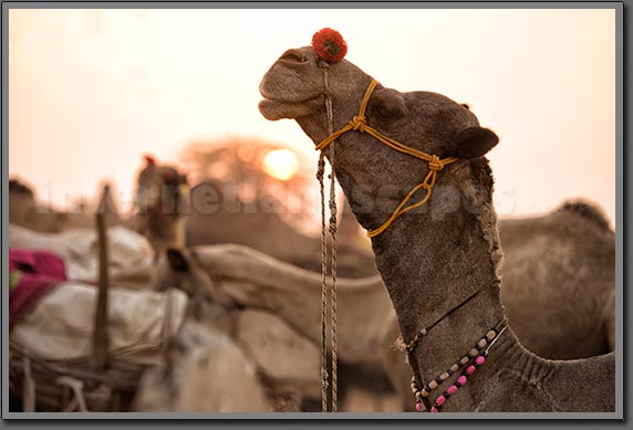 Camel 2 Pushkar India