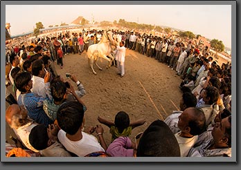 Horse Exhibition Pushkar India