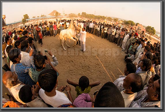 Horse Exhibition Pushkar India