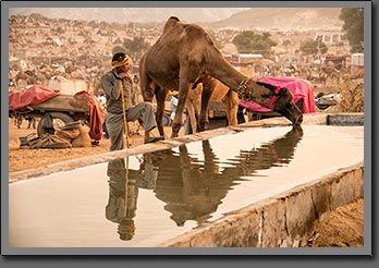 Camel Drinking