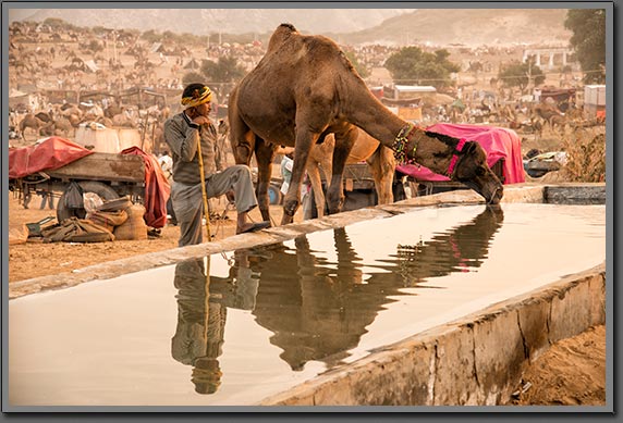 Camel Drinking