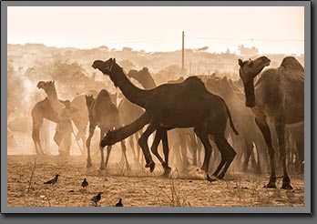 Camels Pushkar India