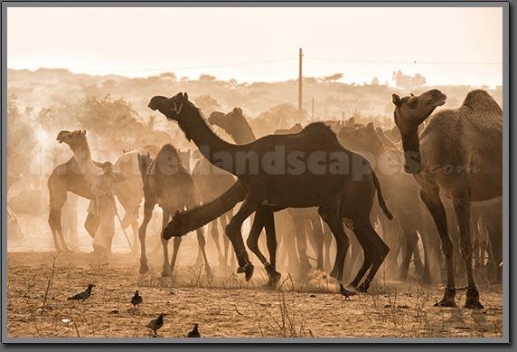 Camels Pushkar India