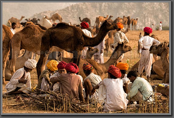 Camels Traders India