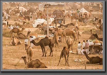 Fair view Pushkar India