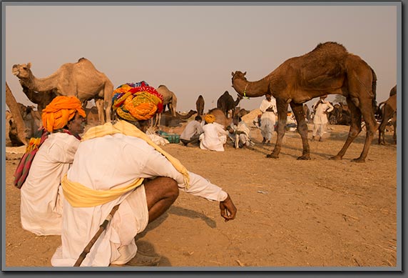 Camel Traders 2 India