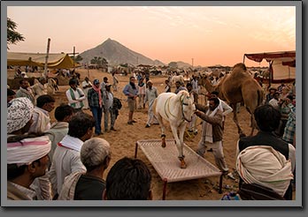 Horse Exhibition 2 India