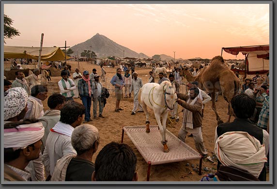 Horse Exhibition 2 India