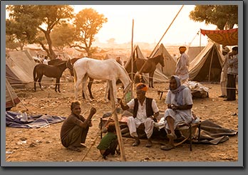 Horses Traders Pushkar India