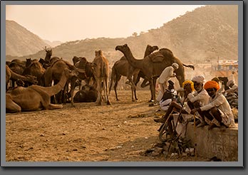 Camel Traders 4 Pushkar India