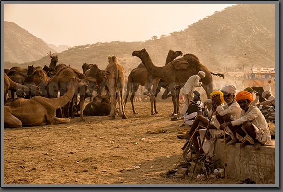 Camel Traders 4 Pushkar India