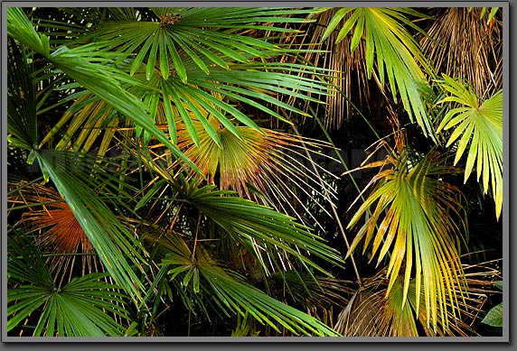 lake palms