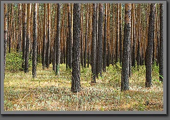Siberian trees