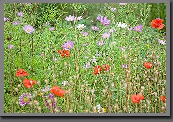 Siberian Flowers