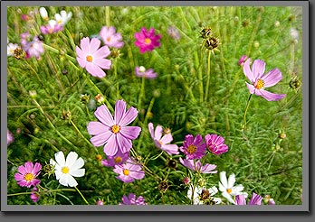 Siberian Flowers 2