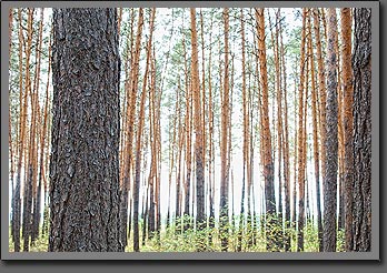 Siberian trees 2