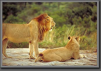 lions