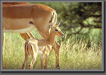 impala