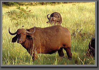 buffalo
