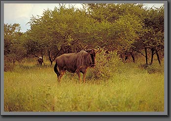 gnu