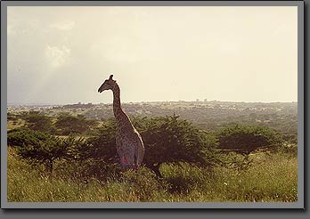 giraffa