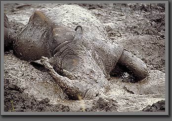 white rhino