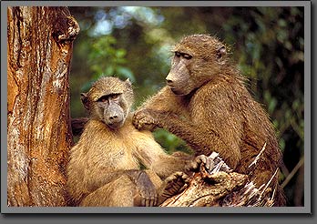 baboons