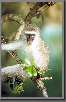 vervet monket