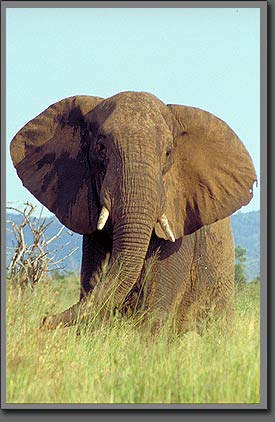 elephant