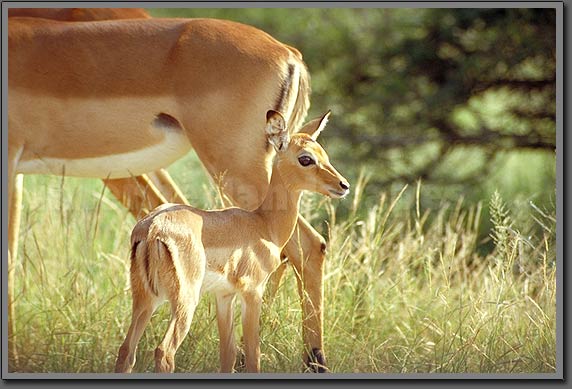 impala