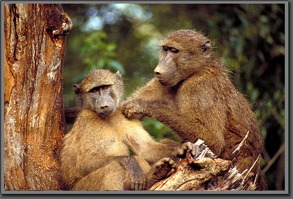 baboons
