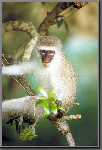 vervet monkey