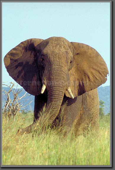 elephant