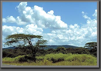 umbrella tree