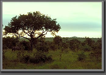 savana