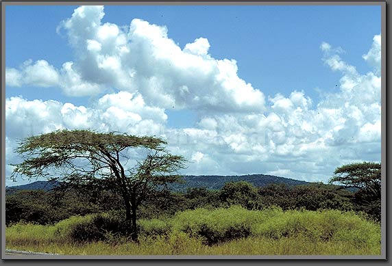 umbrella tree